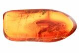 Detailed Fossil Lacewing (Nevrorthidae) In Baltic Amber #357894-1